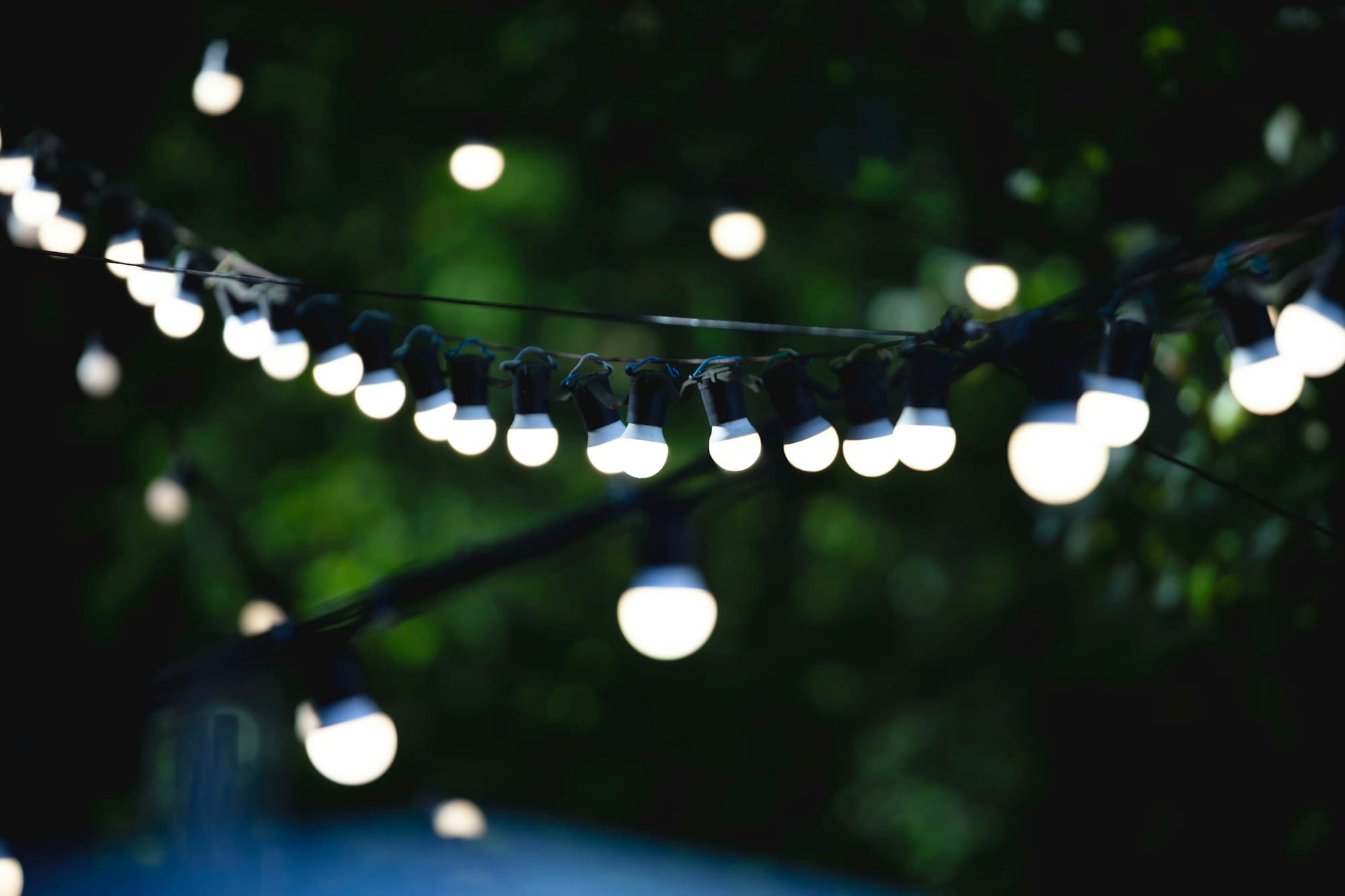 Warm string lights glowing against dark leaves